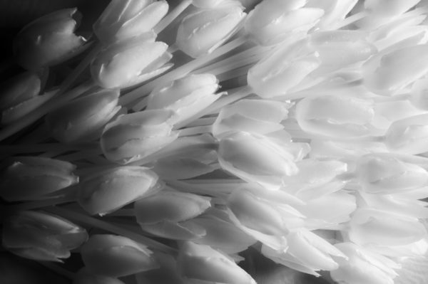 Caracteresparis_artisanatdart_MonaOren_waxtulip Caracteresparis_artisanatdart_MonaOren_waxtulip